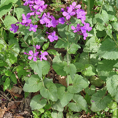 Garten-Mondviole / Lunaria annua