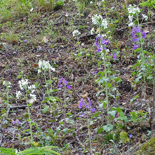 Garten-Mondviole / Lunaria annua