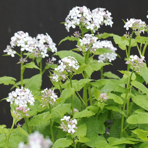 Wilde Mondviole / Lunaria rediviva