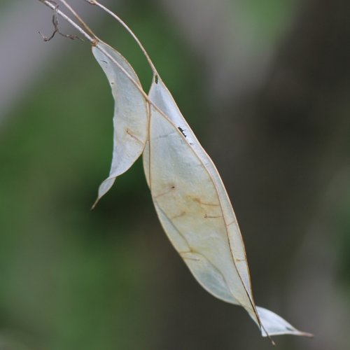 Wilde Mondviole / Lunaria rediviva