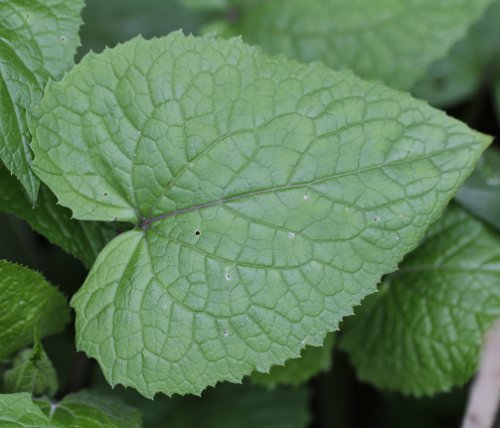 Wilde Mondviole / Lunaria rediviva