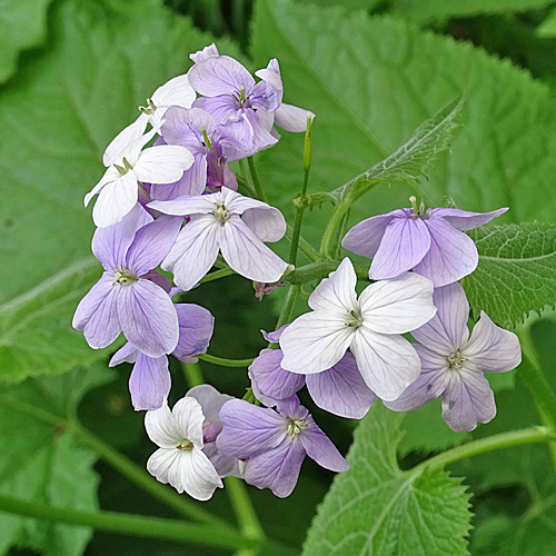 Wilde Mondviole / Lunaria rediviva