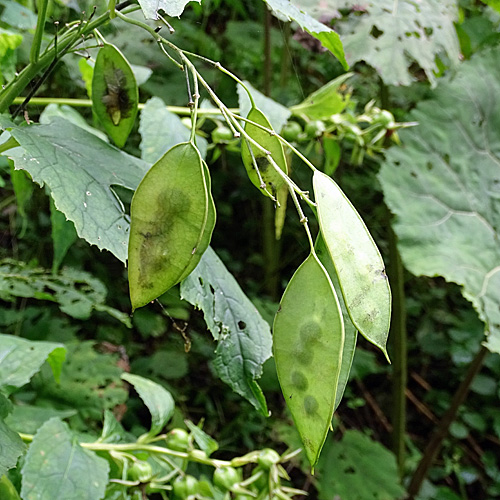 Wilde Mondviole / Lunaria rediviva