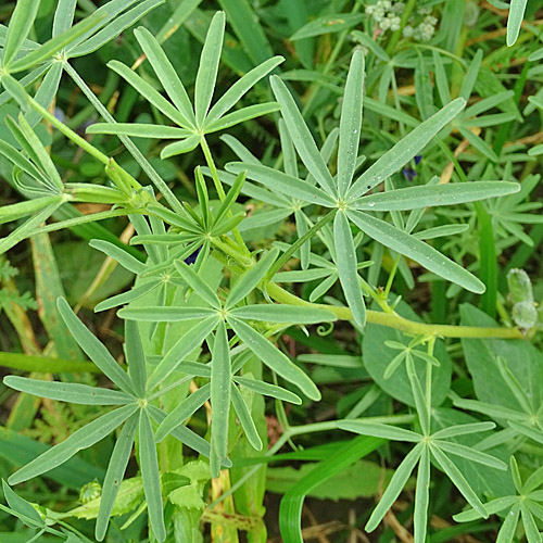 Schmalblättrige Lupine / Lupinus angustifolius