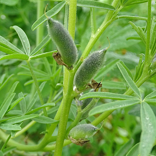 Schmalblättrige Lupine / Lupinus angustifolius