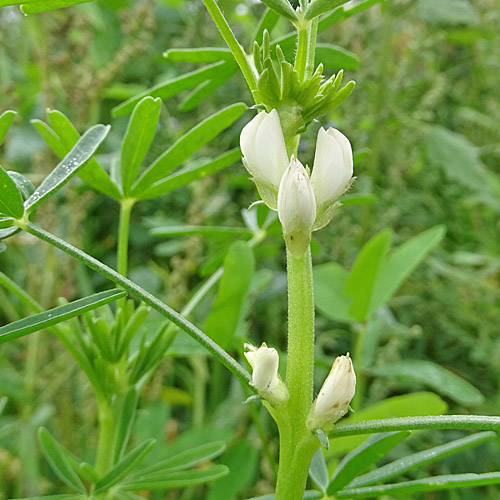 Schmalblättrige Lupine / Lupinus angustifolius