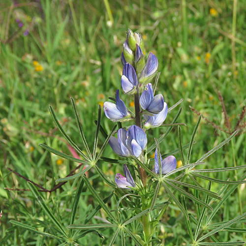 Schmalblättrige Lupine / Lupinus angustifolius