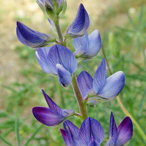 Schmalblättrige Lupine / Lupinus angustifolius