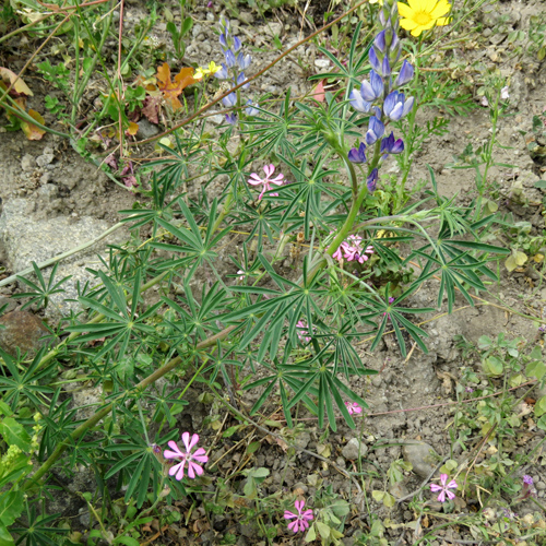 Schmalblättrige Lupine / Lupinus angustifolius