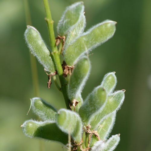 Vielblättrige Lupine / Lupinus polyphyllus