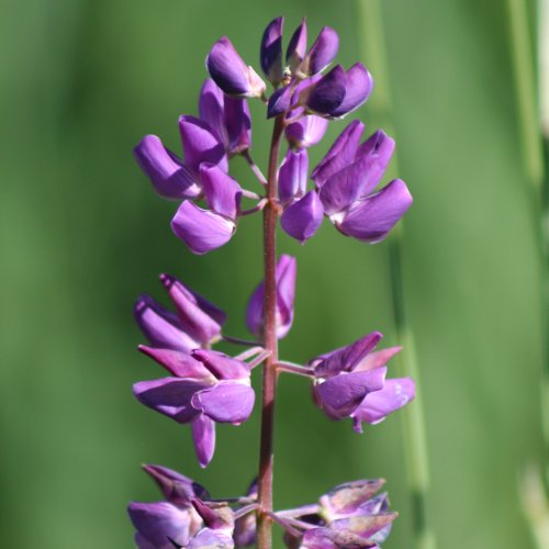 Vielblättrige Lupine / Lupinus polyphyllus