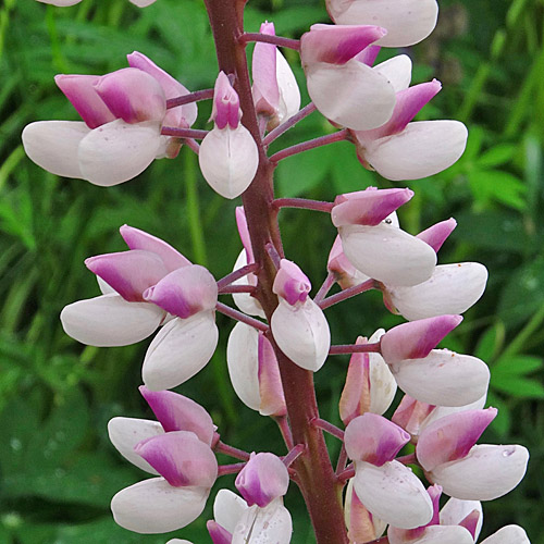 Vielblättrige Lupine / Lupinus polyphyllus