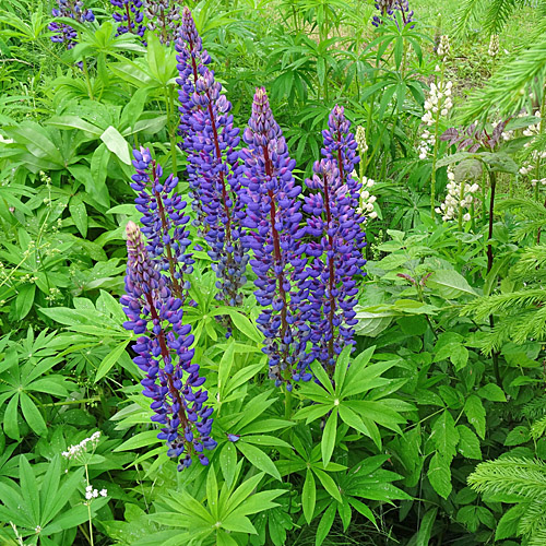 Vielblättrige Lupine / Lupinus polyphyllus