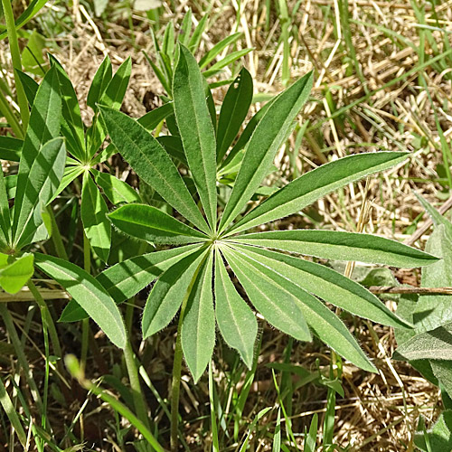 Vielblättrige Lupine / Lupinus polyphyllus