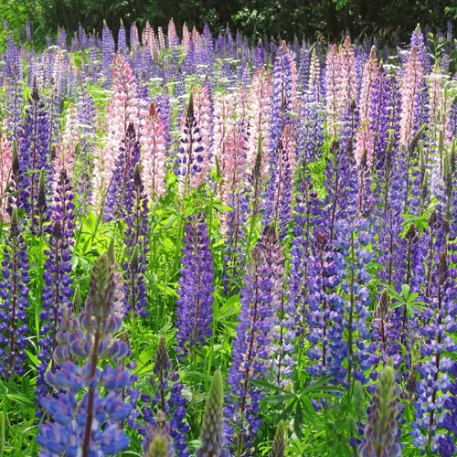 Vielblättrige Lupine / Lupinus polyphyllus