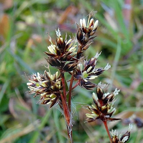 Feld-Hainsimse / Luzula campestris