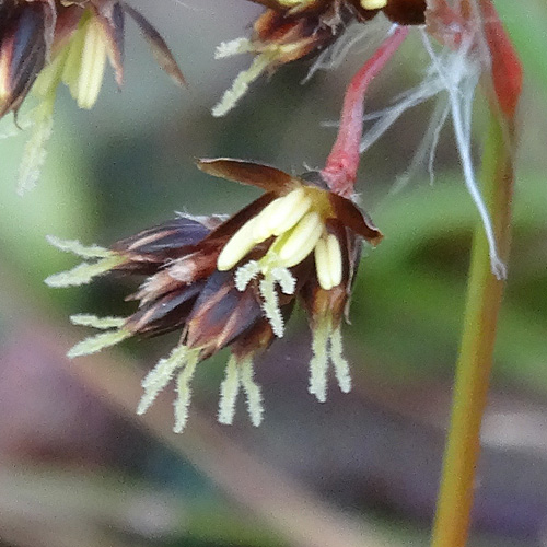 Feld-Hainsimse / Luzula campestris