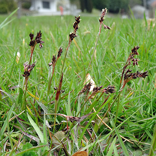 Feld-Hainsimse / Luzula campestris