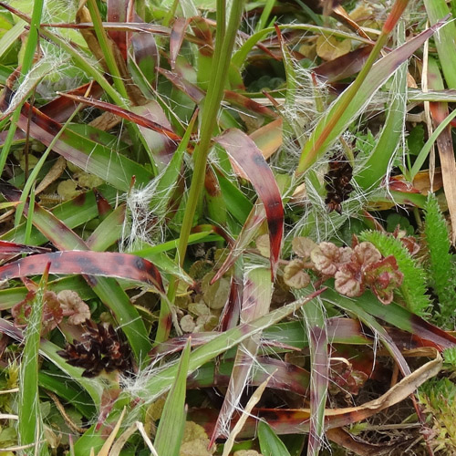 Feld-Hainsimse / Luzula campestris