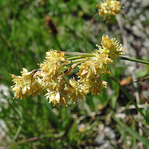 Gelbe Hainsimse / Luzula lutea