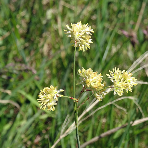 Gelbe Hainsimse / Luzula lutea