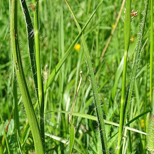 Kupfer-Hainsimse / Luzula luzuloides subsp. rubella