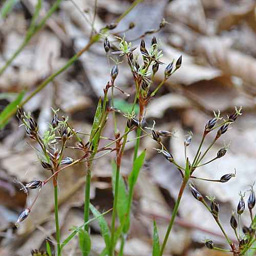 Behaarte Hainsimse / Luzula pilosa