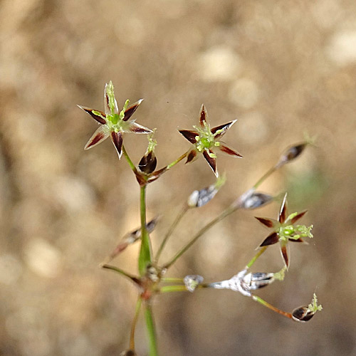 Behaarte Hainsimse / Luzula pilosa