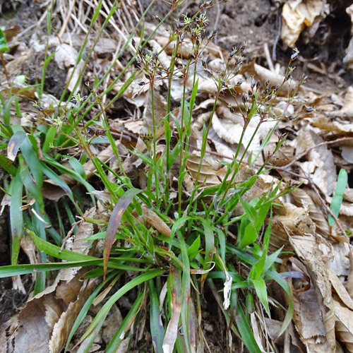 Behaarte Hainsimse / Luzula pilosa