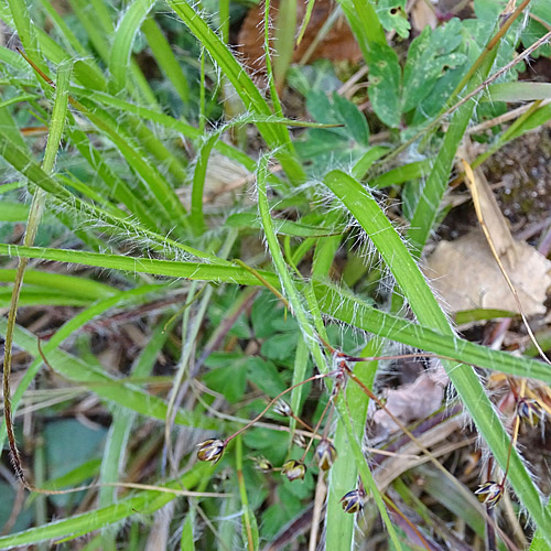 Behaarte Hainsimse / Luzula pilosa