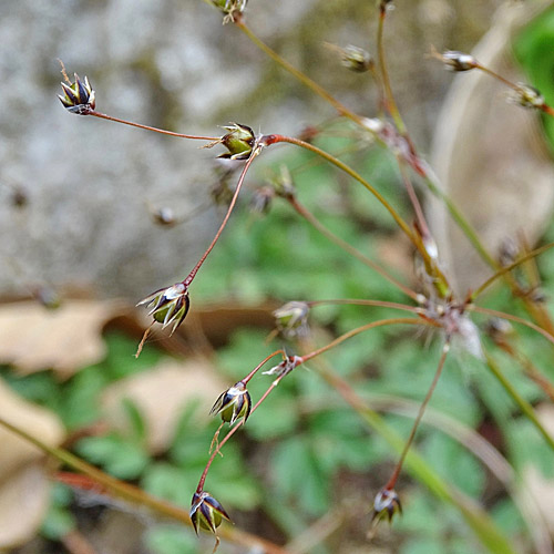 Behaarte Hainsimse / Luzula pilosa