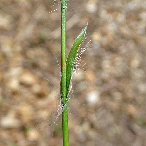 Behaarte Hainsimse / Luzula pilosa