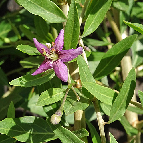 Bocksdorn / Lycium barbarum