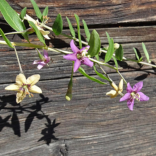 Bocksdorn / Lycium barbarum