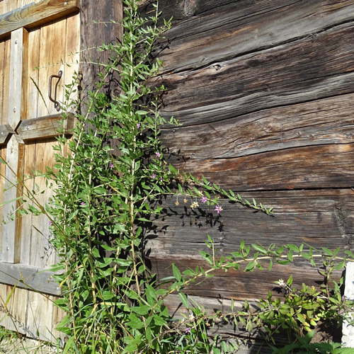 Bocksdorn / Lycium barbarum