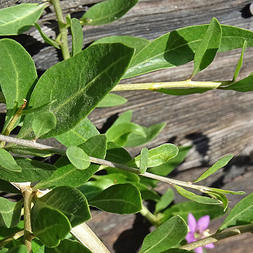 Bocksdorn / Lycium barbarum