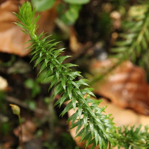 Gewöhnlicher Wald-Bärlapp / Lycopodium annotinum