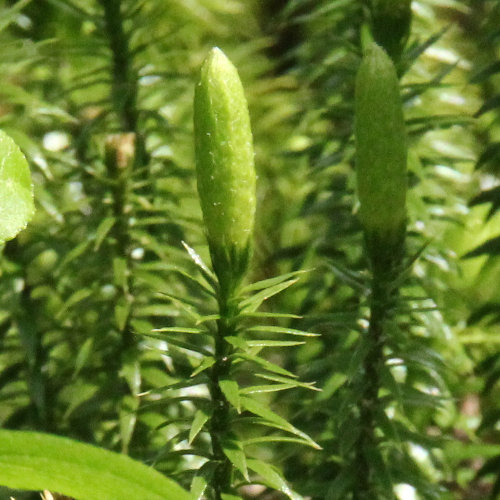 Gewöhnlicher Wald-Bärlapp / Lycopodium annotinum