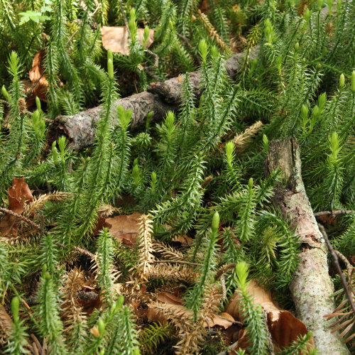 Gewöhnlicher Wald-Bärlapp / Lycopodium annotinum