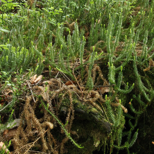 Gewöhnlicher Wald-Bärlapp / Lycopodium annotinum