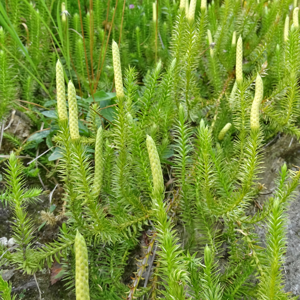 Gewöhnlicher Wald-Bärlapp / Lycopodium annotinum (Foto: ©Christian Kaderli) Gewöhnlicher Wald-Bärlapp / Lycopodium annotinum
