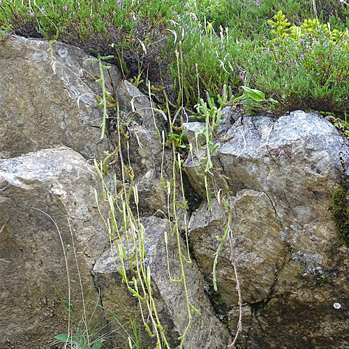 Keulen-Bärlapp / Lycopodium clavatum