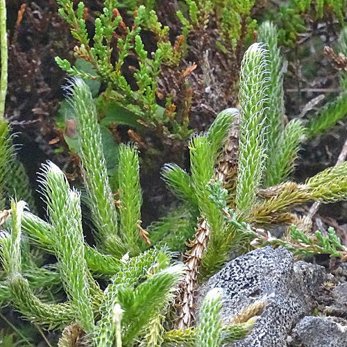 Keulen-Bärlapp / Lycopodium clavatum