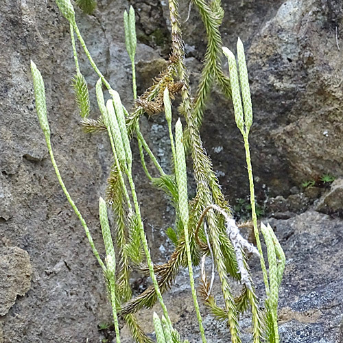 Keulen-Bärlapp / Lycopodium clavatum