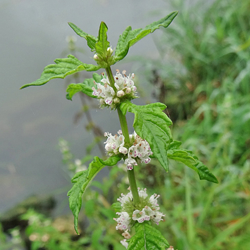 Europäischer Wolfsfuss / Lycopus europaeus