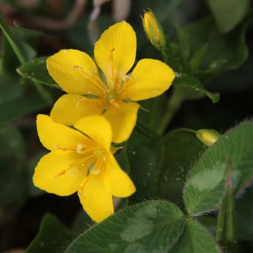 Hain-Gilbweiderich / Lysimachia nemorum