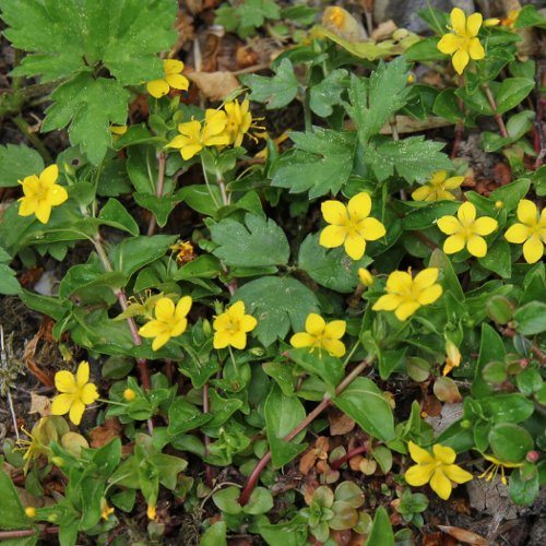 Hain-Gilbweiderich / Lysimachia nemorum