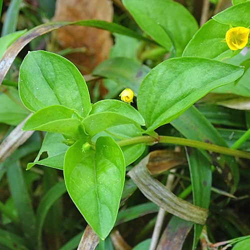 Hain-Gilbweiderich / Lysimachia nemorum