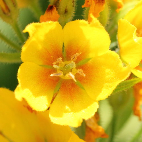 Punktierter Gilbweiderich / Lysimachia punctata