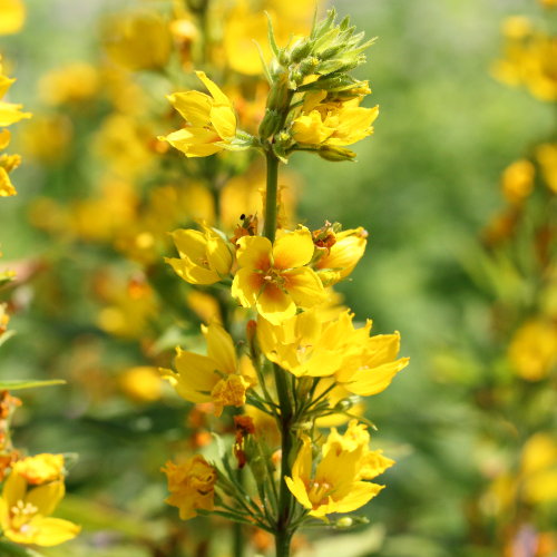 Punktierter Gilbweiderich / Lysimachia punctata